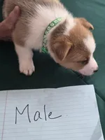 Green Collar, a male Pembroke Welsh Corgi for sale in O'Brien, FL – 3 of 3