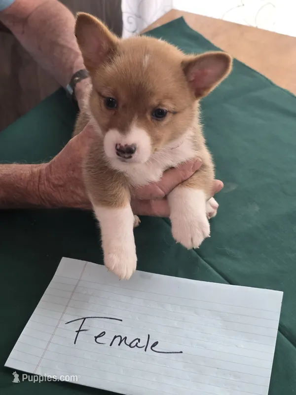 Red Collar  – Pembroke Welsh Corgi puppy for sale in O'Brien, FL