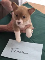 Red Collar , a female Pembroke Welsh Corgi for sale in O'Brien, FL – 1 of 3