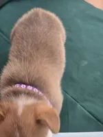 Purple Collar, a female Pembroke Welsh Corgi for sale in O'Brien, FL – 3 of 3