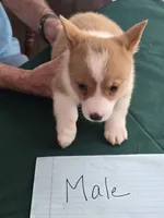 Blue Collar, a male Pembroke Welsh Corgi for sale in O'Brien, FL – 1 of 3