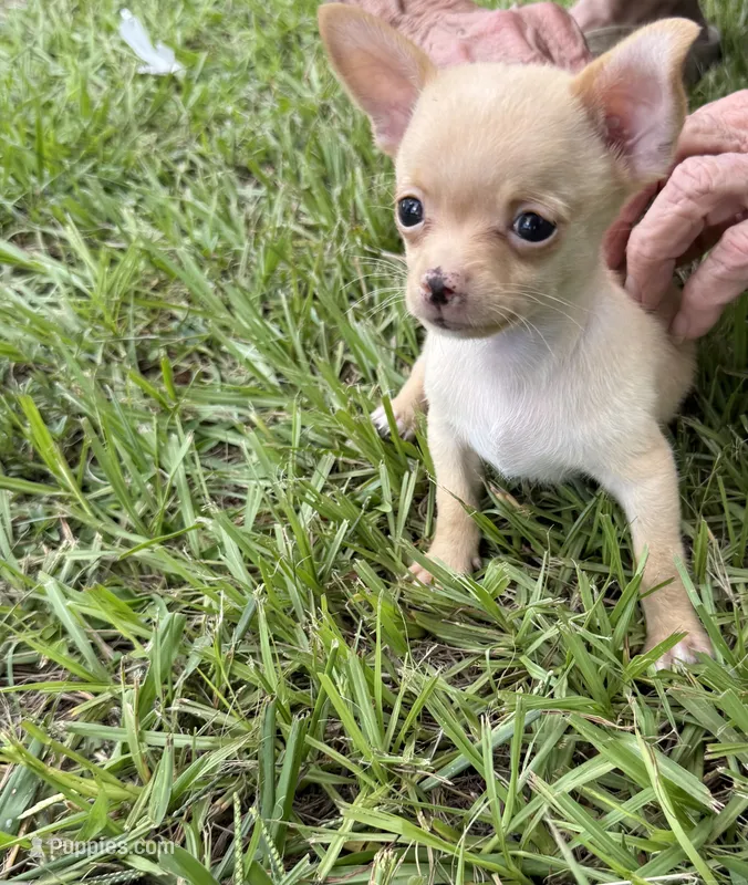 Rowdy – Chihuahua puppy for sale in Fort Pierce, FL