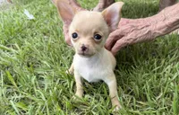 Rowdy, a male Chihuahua for sale in Fort Pierce, FL – 2 of 2