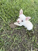 Snowball, a male Chihuahua for sale in Fort Pierce, FL – 2 of 2
