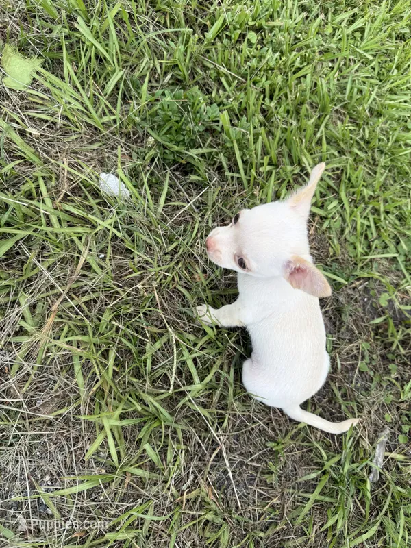 Snowball – Chihuahua puppy for sale in Fort Pierce, FL