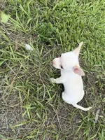 Snowball, a male Chihuahua for sale in Fort Pierce, FL – 1 of 2