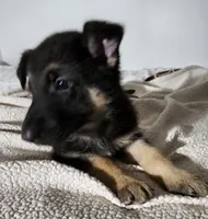 Miss Magenta, a female German Shepherd Dog for sale in Marysville, CA – 2 of 3