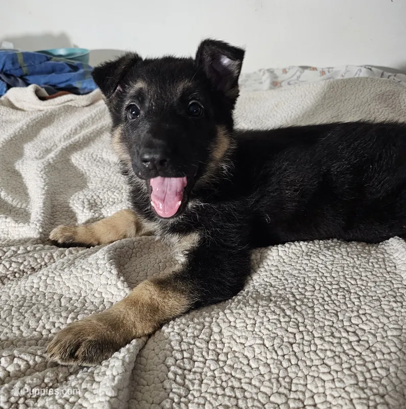 Miss Pink – German Shepherd Dog puppy for sale in Marysville, CA