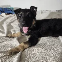 Miss Pink, a female German Shepherd Dog for sale in Marysville, CA – 1 of 1