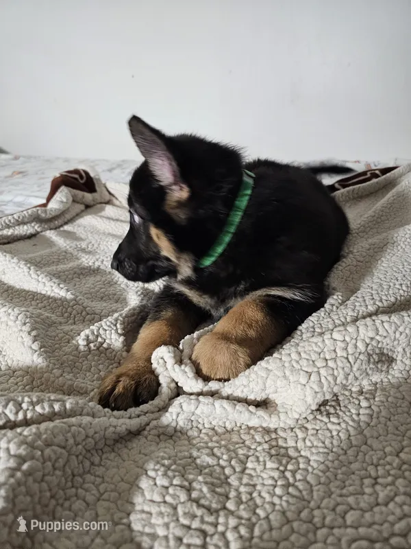 Miss Green – German Shepherd Dog puppy for sale in Marysville, CA