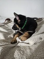 Miss Green, a female German Shepherd Dog for sale in Marysville, CA – 1 of 2