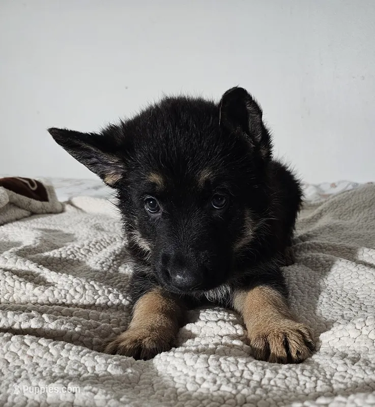 Miss Magenta – German Shepherd Dog puppy for sale in Marysville, CA