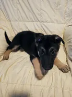 Miss Gray, a female German Shepherd Dog for sale in Marysville, CA – 4 of 4