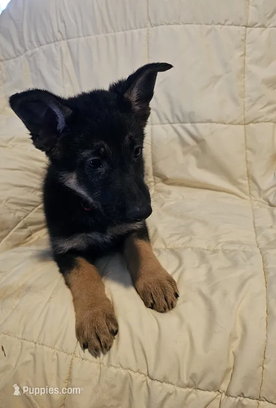 Miss Red – German Shepherd Dog puppy for sale in Marysville, CA