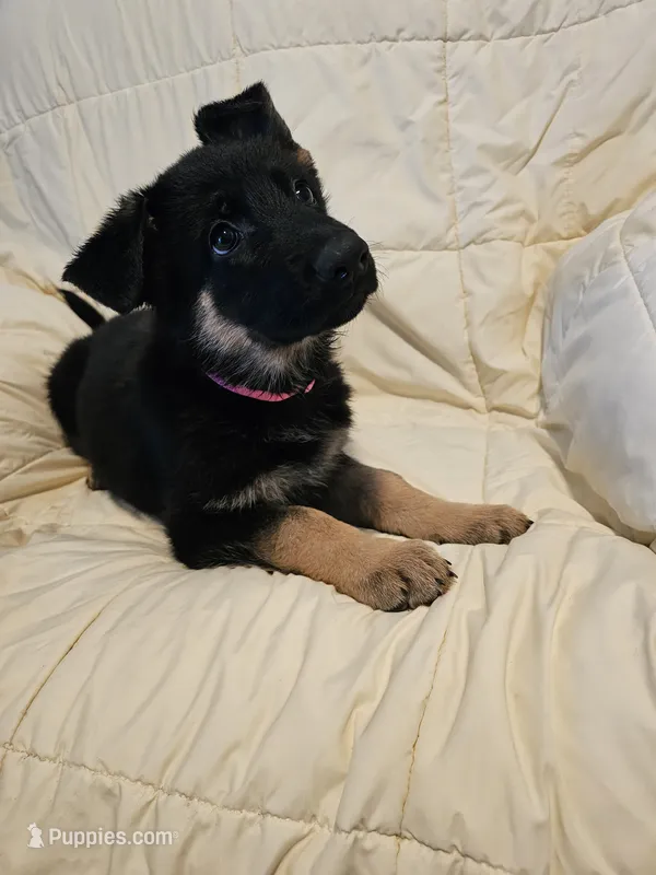 Miss Pink – German Shepherd Dog puppy for sale in Marysville, CA