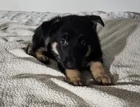 Miss Red, a female German Shepherd Dog for sale in Marysville, CA – 3 of 4