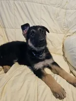 Miss Gray, a female German Shepherd Dog for sale in Marysville, CA – 3 of 4