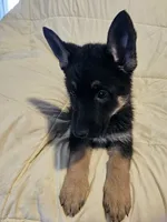Miss Black, a female German Shepherd Dog for sale in Marysville, CA – 3 of 6