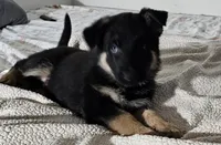 Miss Red, a female German Shepherd Dog for sale in Marysville, CA – 4 of 4