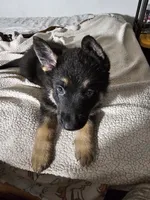 Miss Orange, a female German Shepherd Dog for sale in Marysville, CA – 2 of 2