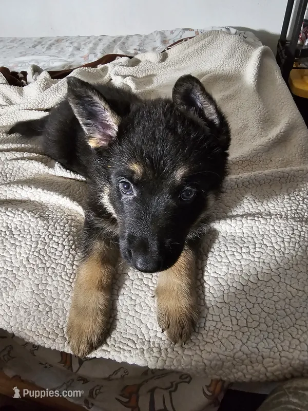 Miss Orange – German Shepherd Dog puppy for sale in Marysville, CA