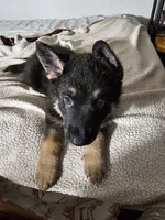 Miss Orange, a female German Shepherd Dog for sale in Marysville, CA – 1 of 2