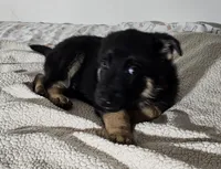 Miss Red, a female German Shepherd Dog for sale in Marysville, CA – 2 of 4