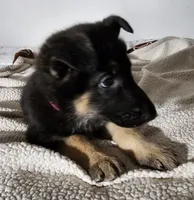 Miss Magenta, a female German Shepherd Dog for sale in Marysville, CA – 3 of 3