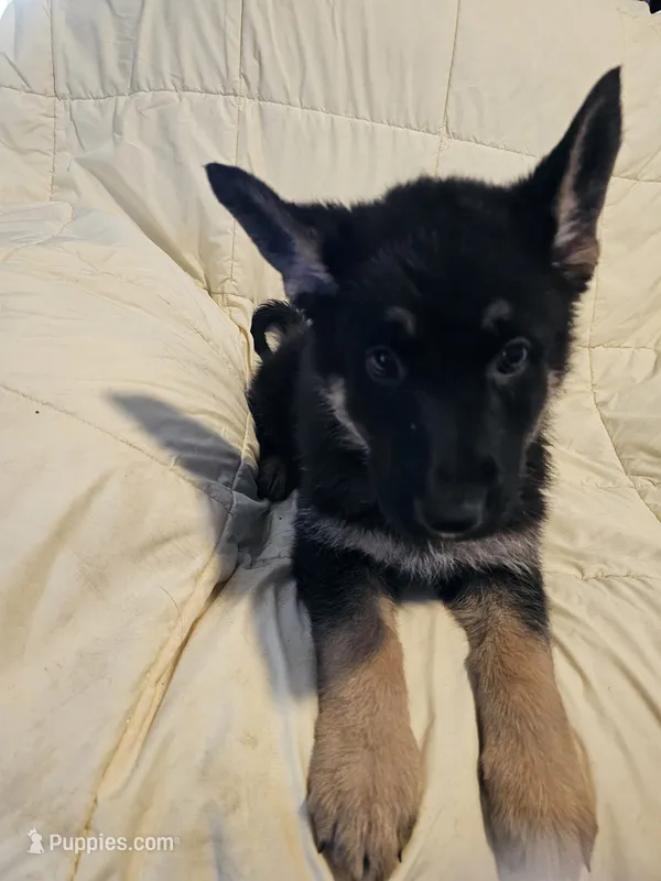 Miss Black, a female German Shepherd Dog for sale in Marysville, CA – 1 of 6