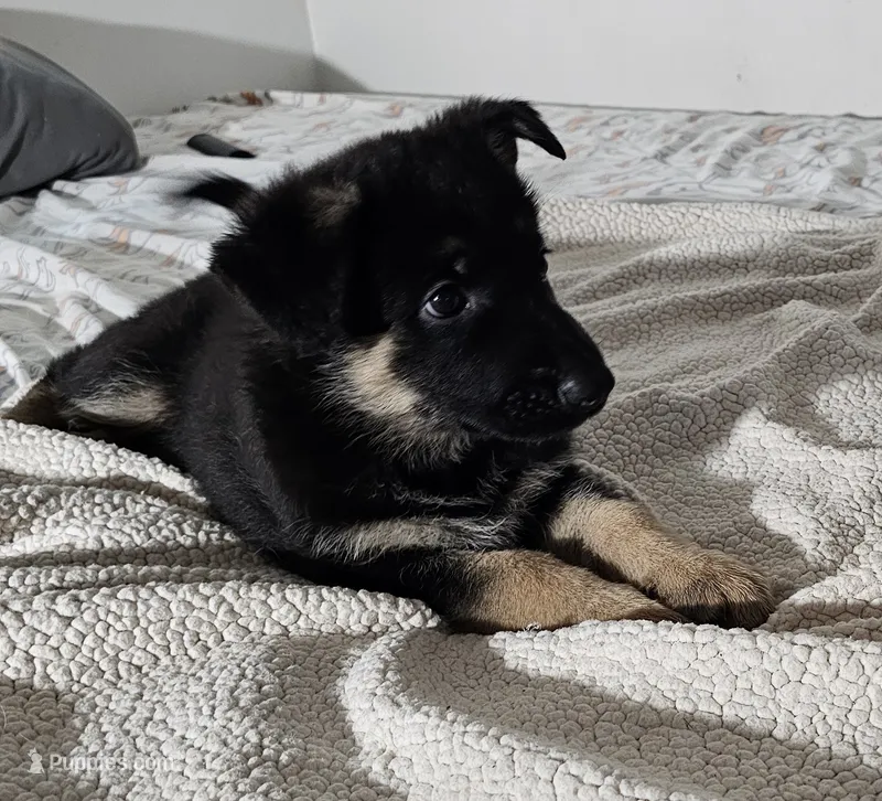 Miss Red – German Shepherd Dog puppy for sale in Marysville, CA