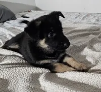 Miss Red, a female German Shepherd Dog for sale in Marysville, CA – 1 of 4