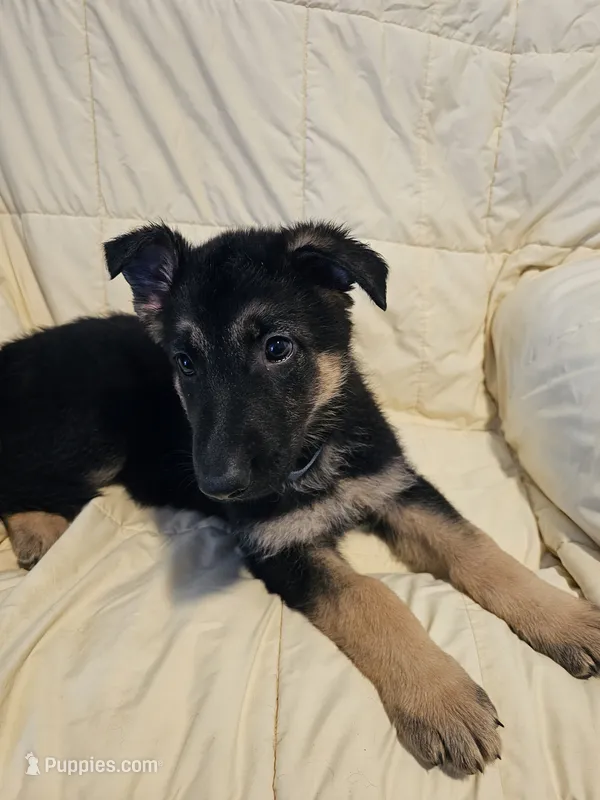 Miss Gray, a female German Shepherd Dog for sale in Marysville, CA – 1 of 4