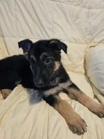Miss Gray, a female German Shepherd Dog for sale in Marysville, CA – 1 of 4