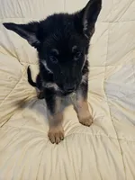 Miss Black, a female German Shepherd Dog for sale in Marysville, CA – 5 of 6