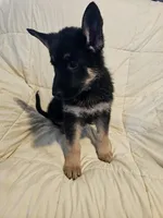 Miss Black, a female German Shepherd Dog for sale in Marysville, CA – 6 of 6