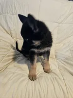 Miss Black, a female German Shepherd Dog for sale in Marysville, CA – 2 of 6