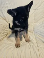 Miss Black, a female German Shepherd Dog for sale in Marysville, CA – 4 of 6