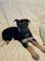 Miss Gray, a female German Shepherd Dog for sale in Marysville, CA – 2 of 4