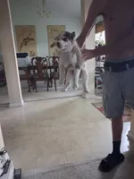 Male 1 , a male Siberian Husky for sale in Jacksonville, FL – 2 of 5