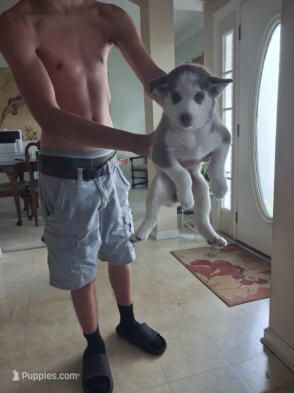 Female 1 – Siberian Husky puppy for sale in Jacksonville, FL