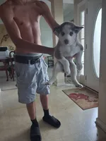 Female 1, a female Siberian Husky for sale in Jacksonville, FL – 2 of 4