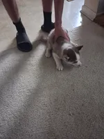 Female 2, a female Siberian Husky for sale in Jacksonville, FL – 4 of 5