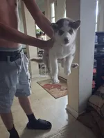 Female 2, a female Siberian Husky for sale in Jacksonville, FL – 2 of 5
