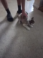 Female 2, a female Siberian Husky for sale in Jacksonville, FL – 5 of 5