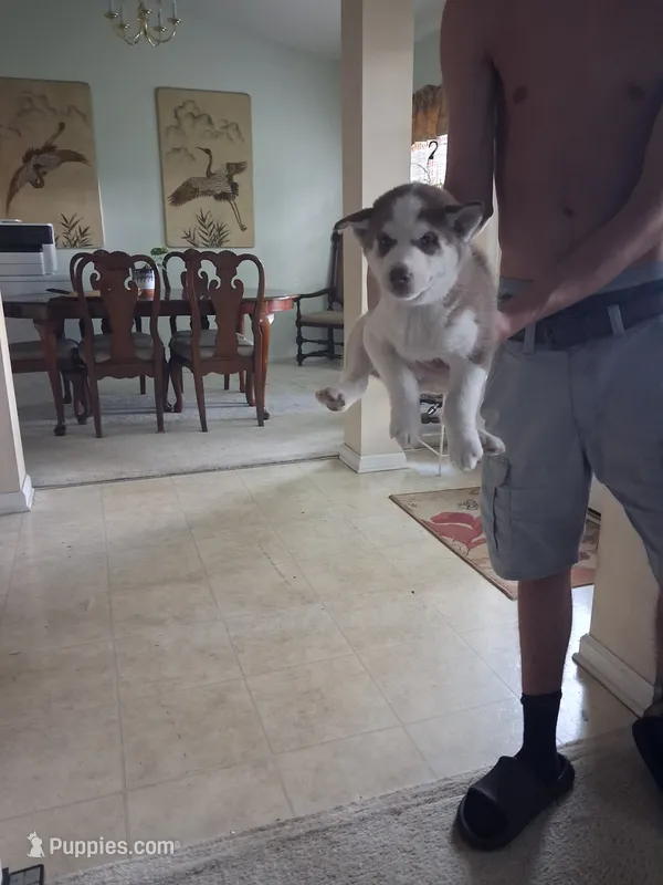 Male 1  – Siberian Husky puppy for sale in Jacksonville, FL