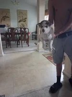 Male 1 , a male Siberian Husky for sale in Jacksonville, FL – 1 of 5