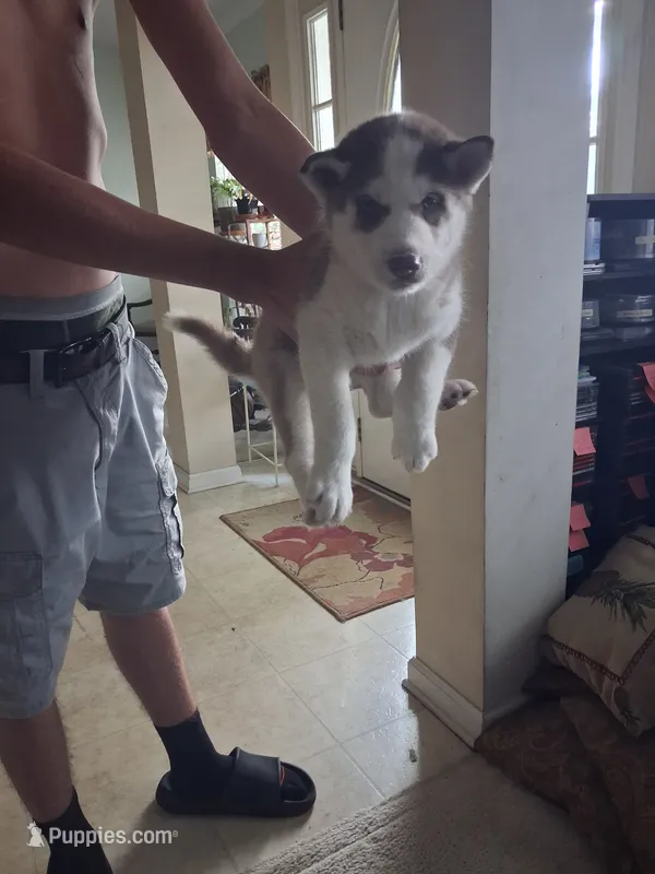 Female 2 – Siberian Husky puppy for sale in Jacksonville, FL
