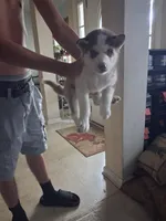 Female 2, a female Siberian Husky for sale in Jacksonville, FL – 1 of 5