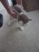 Female 1, a female Siberian Husky for sale in Jacksonville, FL – 4 of 4