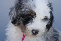 Primrose, a male Miniature Aussiedoodle for sale in Jerome, MI – 6 of 6